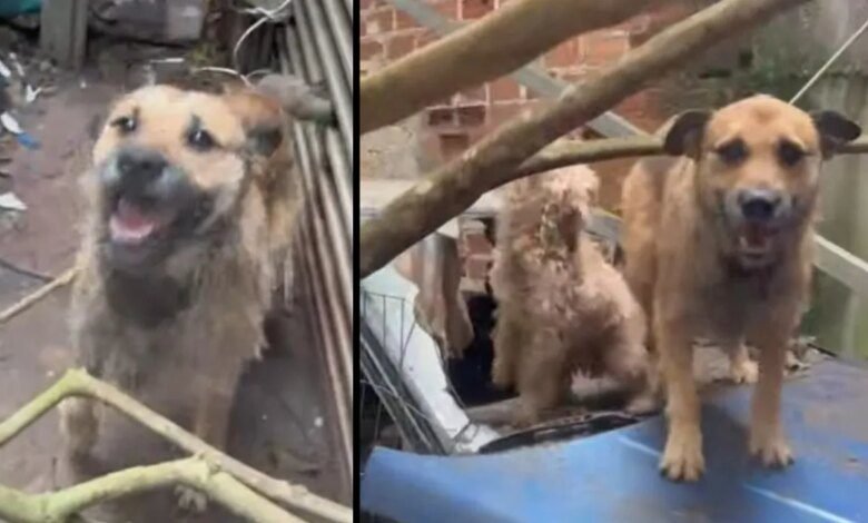 Vereador propõe reparação a animais vítimas de violência em Curitiba