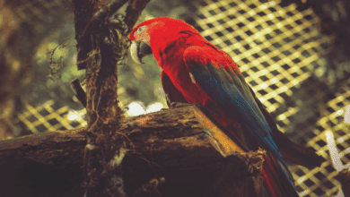 Descubra a programação especial do Zoológico de Cascavel para o Dia das Crianças, com diversão e atrações para os pequenos - Foto: Secom
