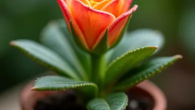 Muda de Rosa do Deserto vibrante em vaso de terracota.