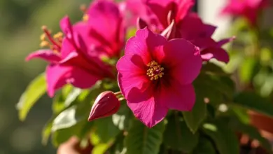 Primavera florida em vaso de barro, varanda ensolarada.