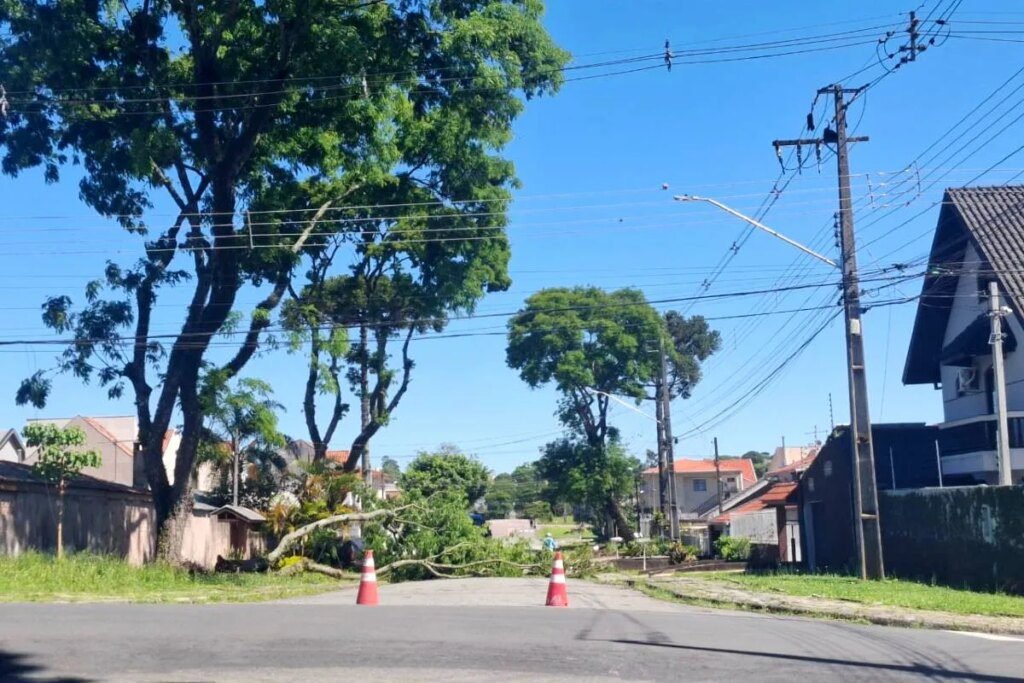 bairro tem transtorno por queda de árvore