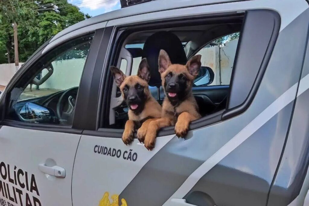 Novos cachorros da Policia Militar iniciam treinamento no PR