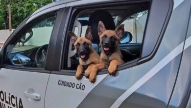 Novos cachorros da Policia Militar iniciam treinamento no PR