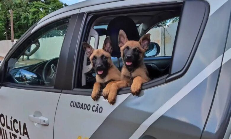 Novos cachorros da Policia Militar iniciam treinamento no PR