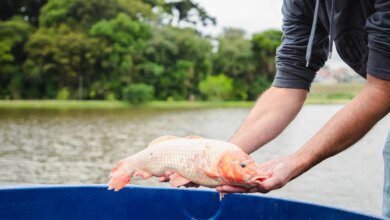 Centenas de carpas são lançadas para salvar lago na RMC