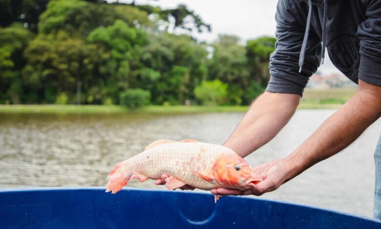 Centenas de carpas são lançadas para salvar lago na RMC