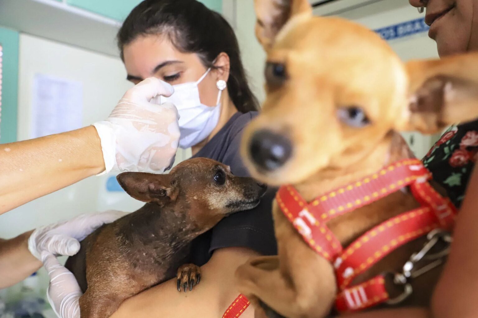 Curitiba e região ampliam programas de castração gratuita de pets