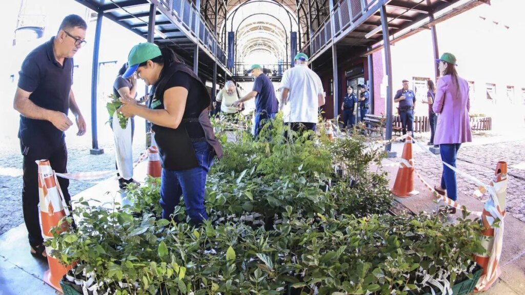 Curitiba distribui 10 mil mudas de árvores a partir desta terça