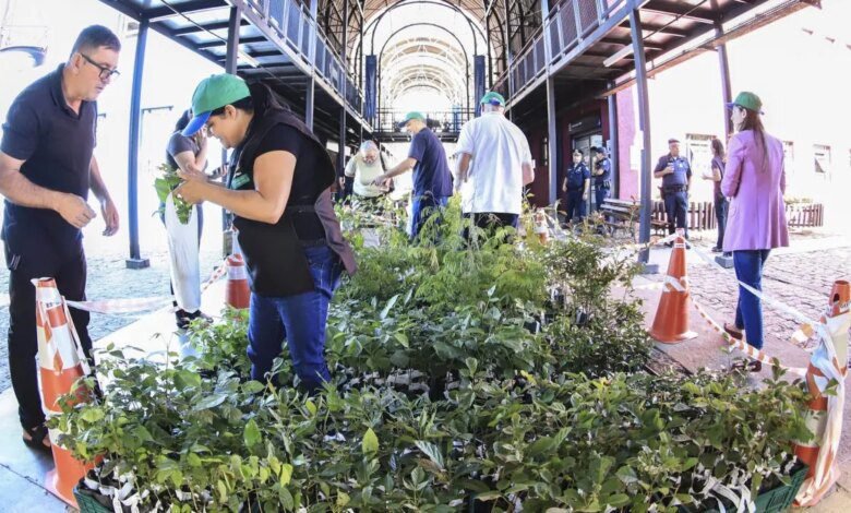 Curitiba distribui 10 mil mudas de árvores a partir desta terça