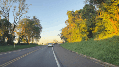 EPR Iguaçu programa alterações no tráfego na BR-277 para corte de árvores com risco de queda - O Paraná