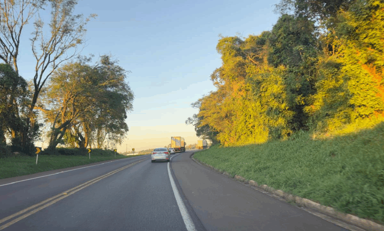 EPR Iguaçu programa alterações no tráfego na BR-277 para corte de árvores com risco de queda - O Paraná