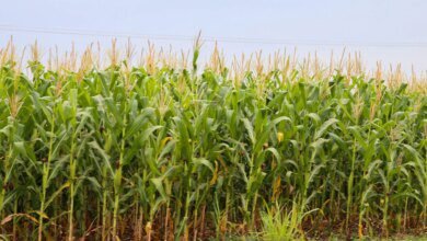 Exportações de milho do Paraná crescem 179% em volume de janeiro a outubro