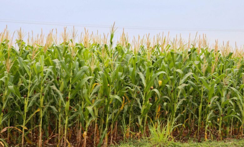 Exportações de milho do Paraná crescem 179% em volume de janeiro a outubro