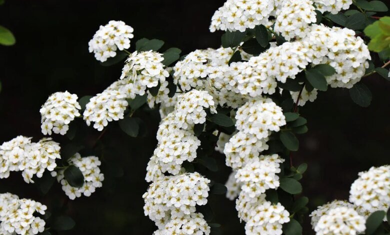 Obituário Curitiba! Lista de falecimentos desta quarta-feira (26/11)