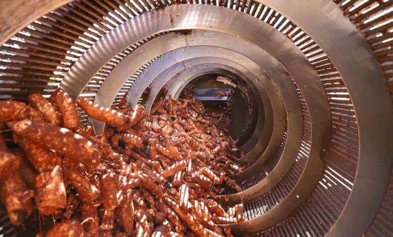 Feira Internacional da Mandioca em Paranavaí projeta safra recorde no Paraná