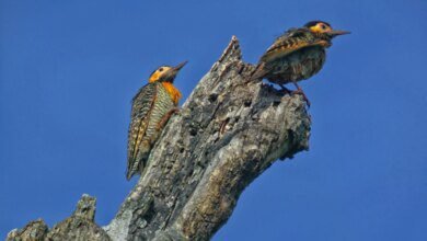 IAT divulga projetos para Programa de Conversão de Multas Ambientais