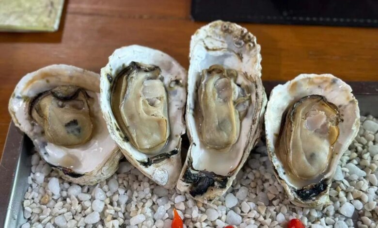 Laboratório no litoral do Paraná terá sementes de ostra cultivada