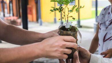 Distribuição gratuita de mudas de árvores em Curitiba; veja onde pegar