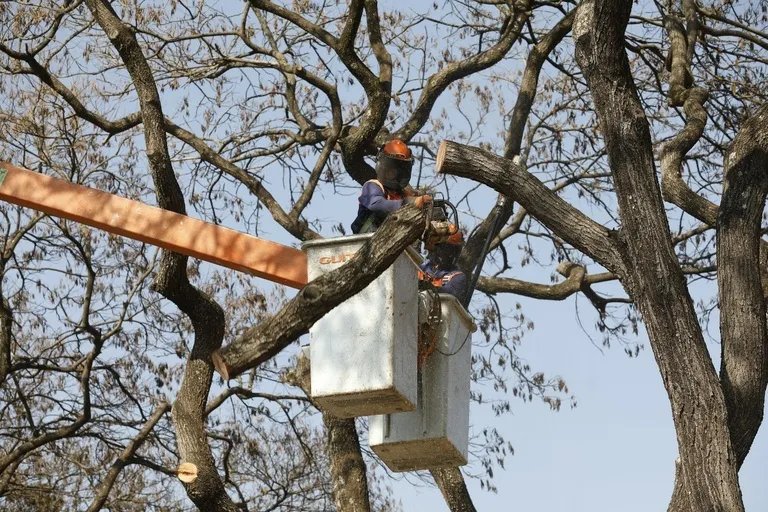 Novas regras para poda de árvores em Curitiba são propostas Tribuna do Paraná