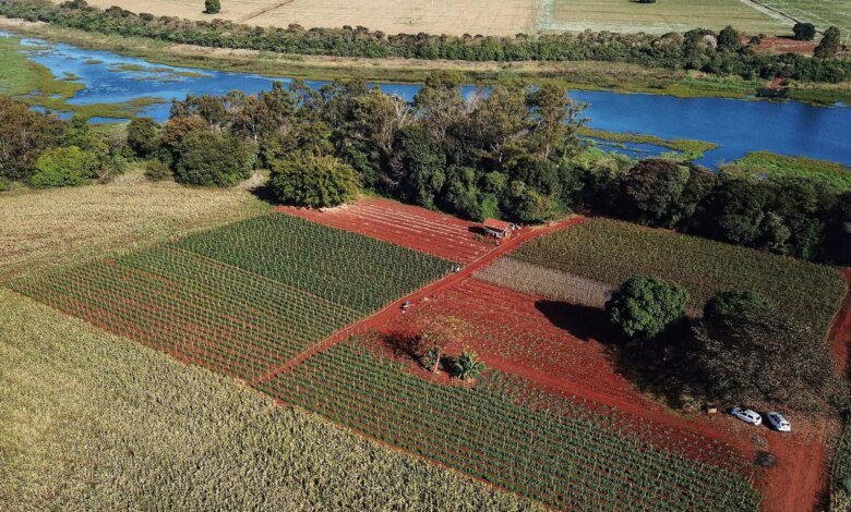Paraná avança em planos de sustentabilidade e combate às mudanças climáticas