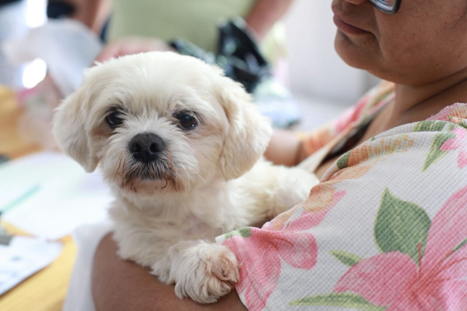 Prefeitura oferece microchipagem gratuita de cães e gatos no Santa Felicidade - O Paraná