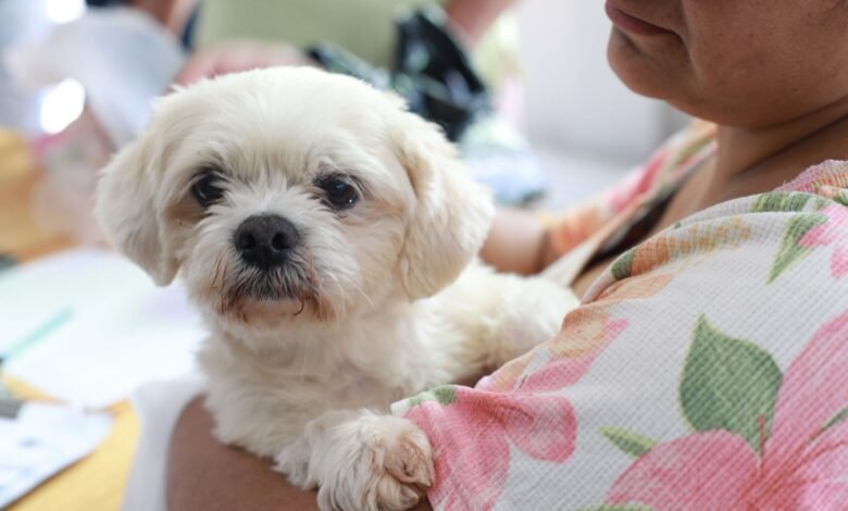 Prefeitura oferece microchipagem gratuita de cães e gatos no Santa Felicidade - O Paraná