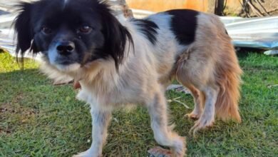 Rede de manejo que atua em desastres amparou 2,3 mil animais em Rio Bonito do Iguaçu