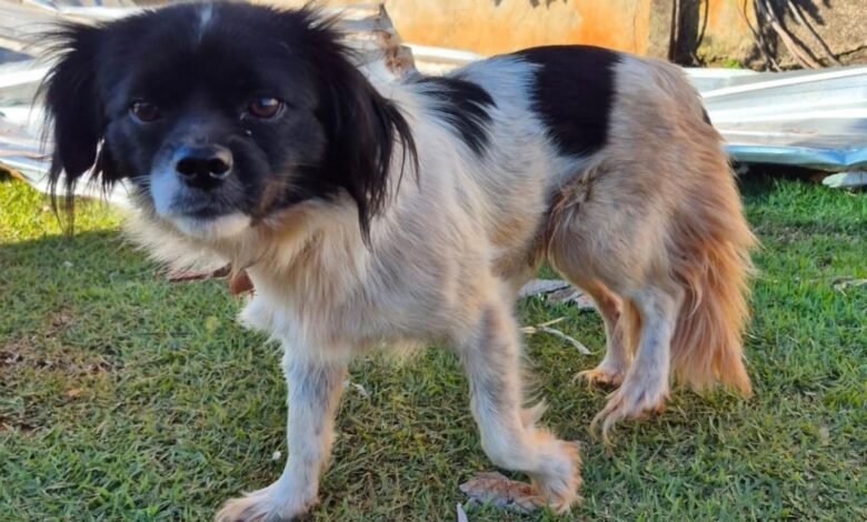 Rede de manejo que atua em desastres amparou 2,3 mil animais em Rio Bonito do Iguaçu