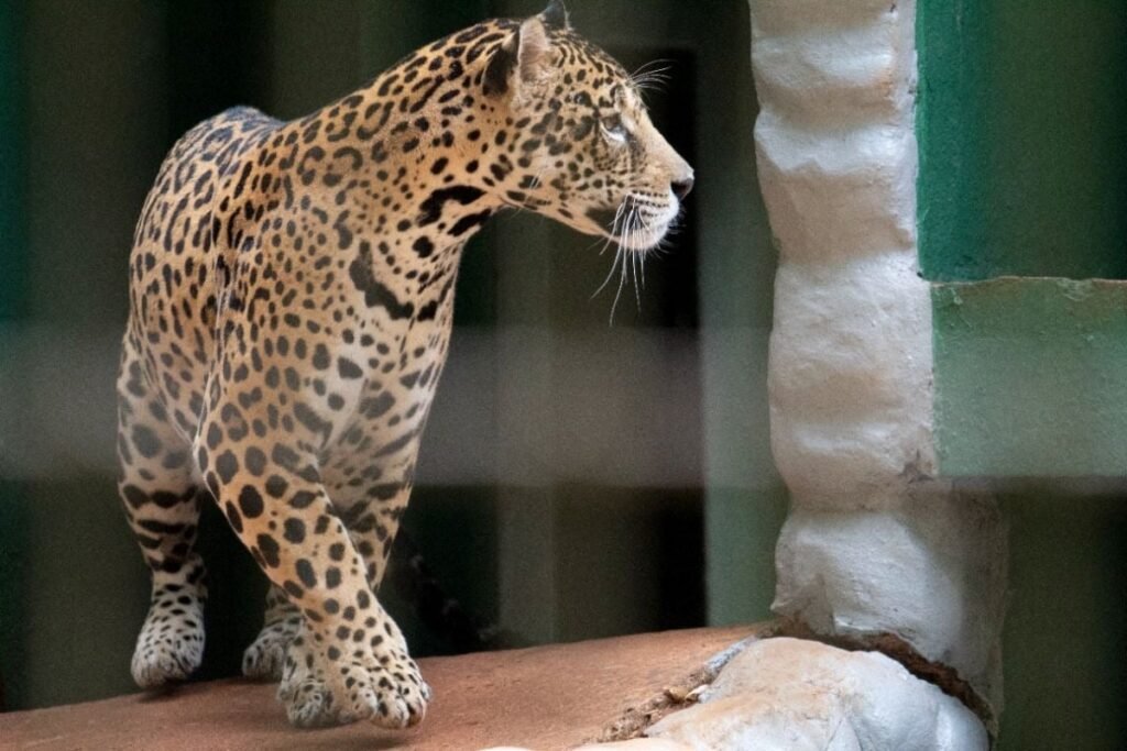 Zoológico terá visitação de terça a domingo nas férias escolares Zoológico amplia visitação e abrirá parque de terça a domingo durante férias escolares