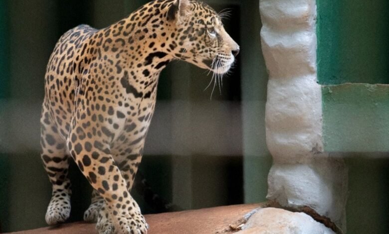 Zoológico amplia visitação e abrirá parque de terça a domingo durante férias escolares