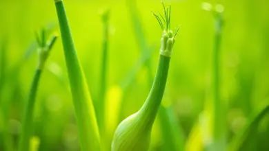 Funcho fresco em uma horta brasileira ensolarada.