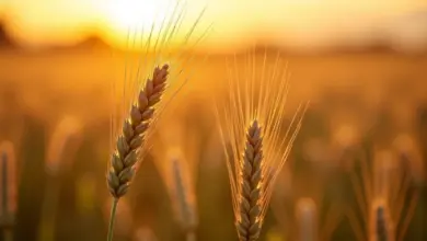 Joio e trigo lado a lado em um campo.
