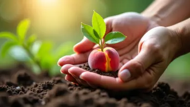 Mãos plantando semente de pêssego em solo fértil.