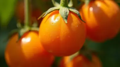 Physalis maduras com orvalho em suas cascas protetoras.