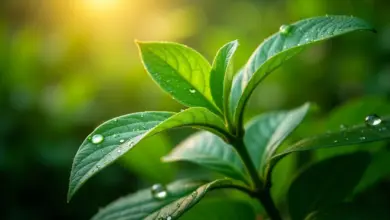 Plantação exuberante de jambu em jardim brasileiro.