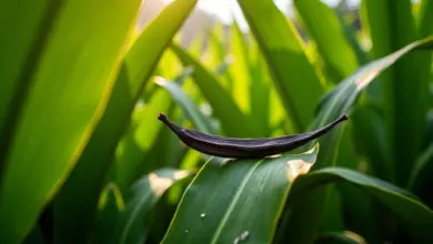 Plantação exuberante de orquídeas de baunilha no Brasil, com vagens verdes e iluminação natural.