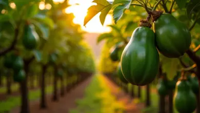 Pomar de mamão fêmea exuberante no Brasil, com frutos maduros e iluminação dourada.
