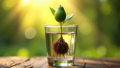 Semente de abacate germinando em um copo com água, com raízes visíveis e luz natural.