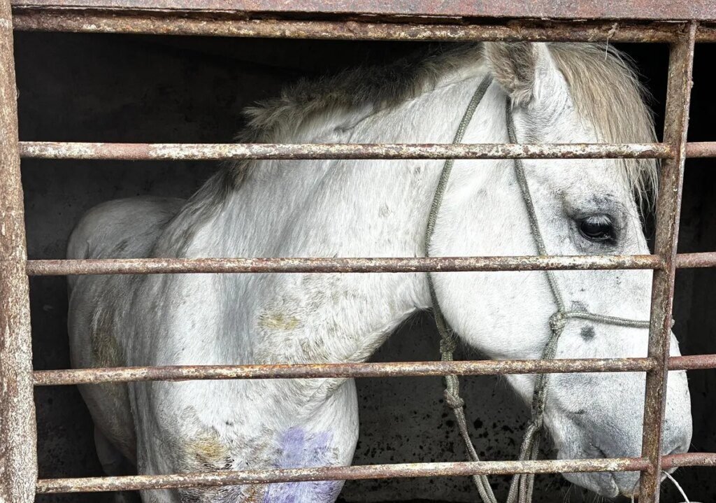 Cavalo com ferida é resgatado na RMC; homem é detido Cavalo é resgatado com ferida aberta na RMC; homem é preso