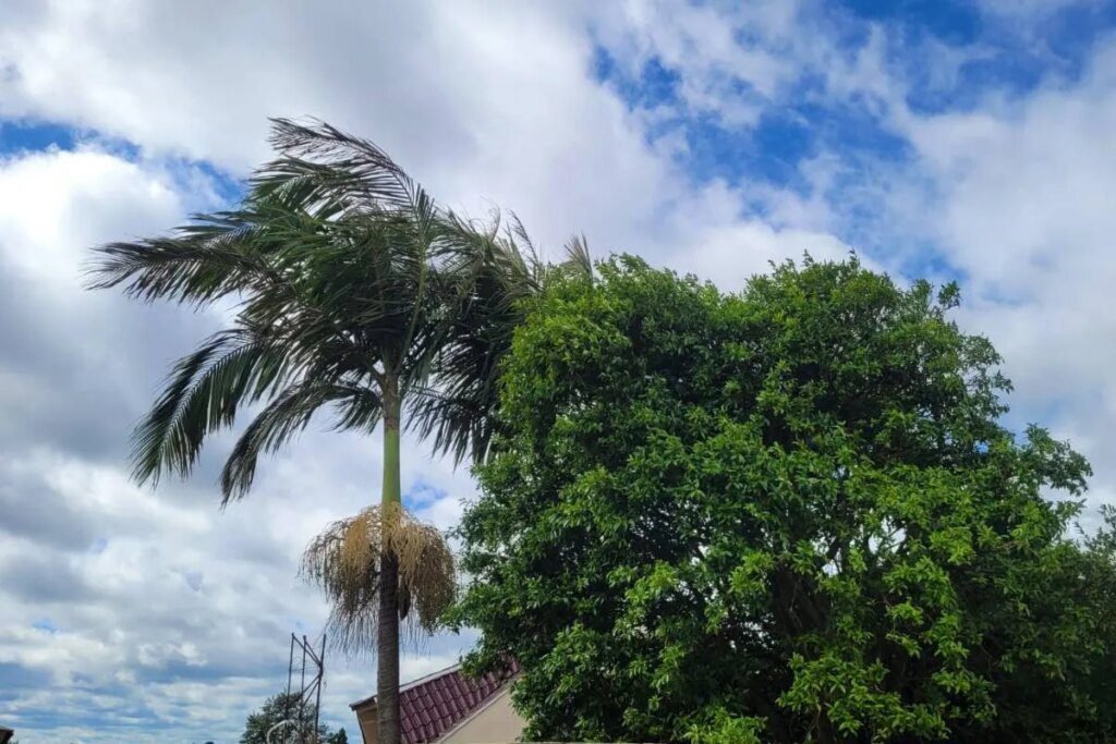 Ciclone e frente fria provocam ventos fortes em Curitiba Ciclone e frente fria geram vento de mais de 50 km/h em Curitiba