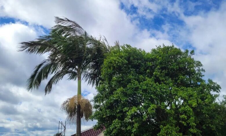 Ciclone e frente fria geram vento de mais de 50 km/h em Curitiba