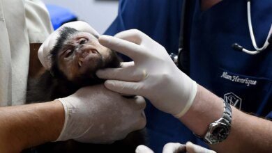 Curitiba e IAT firmam convênio para atendimento à fauna silvestre