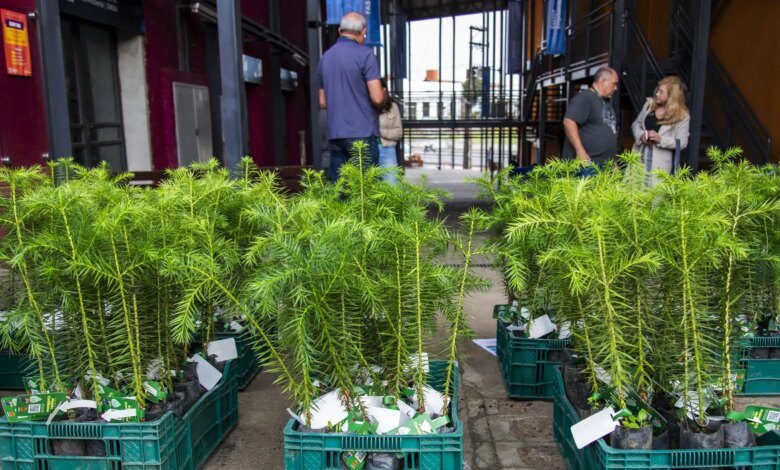 Curitiba distribui 10 mil mudas de árvores nativas nas regionais da cidade