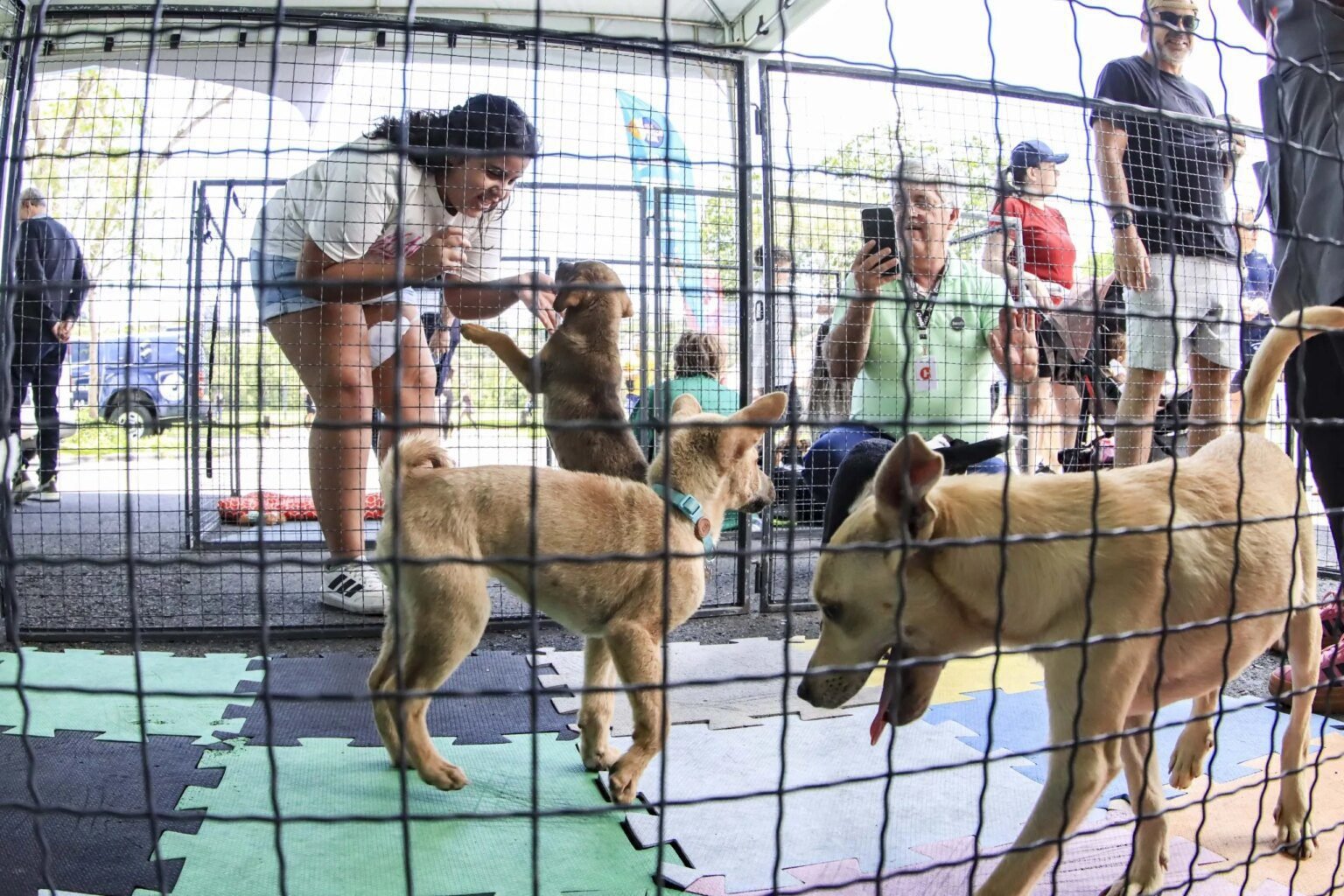 Curitiba promove última edição do ano do evento de adoção Amigo Bicho