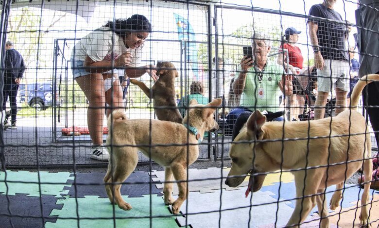 Curitiba promove última edição do ano do evento de adoção Amigo Bicho