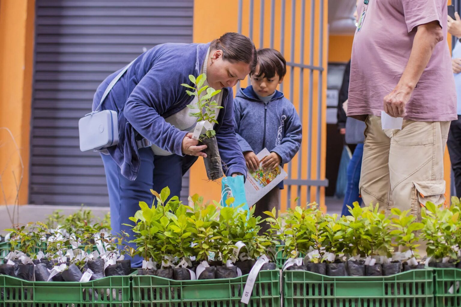 Feira na Ceasa oferece serviços gratuitos e mudas de árvores Feira de serviços gratuitos na Ceasa inclui entrega de mudas de árvores