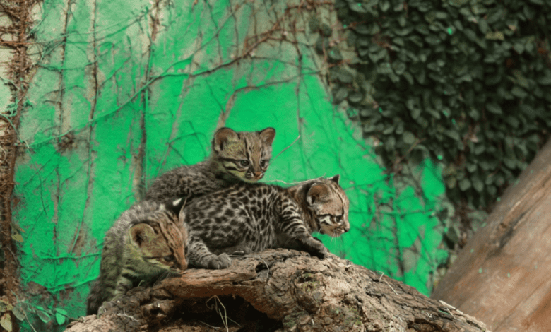 Celebre os 47 anos do Zoológico Municipal de Cascavel e descubra os nomes dos novos filhotes de gato-do-mato-pequeno - Foto: Secom