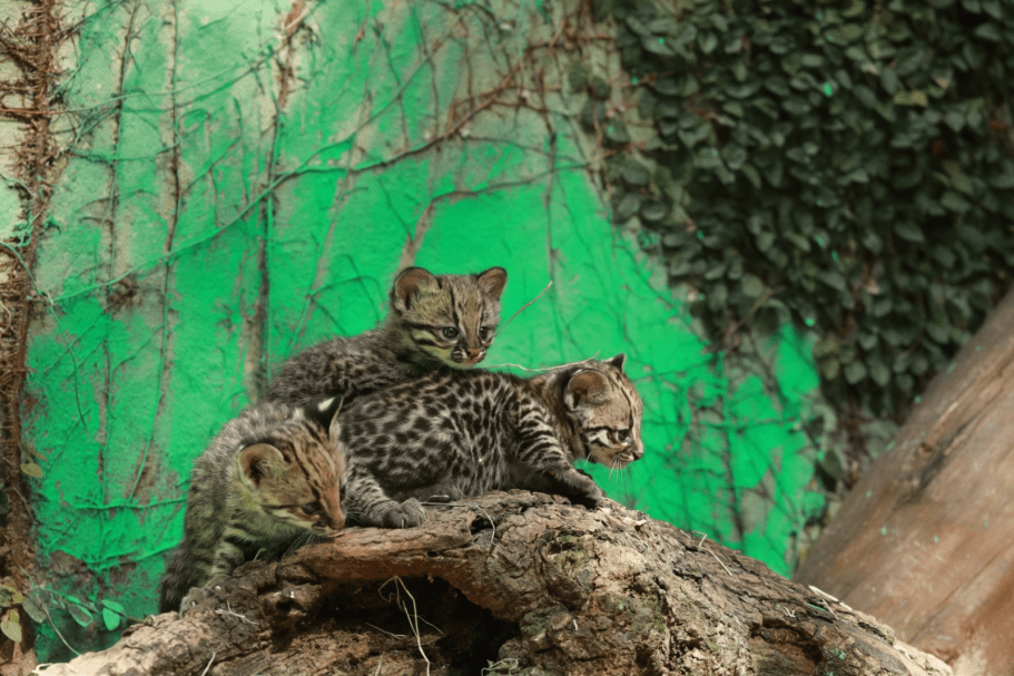 Filhotes do zoo recebem nomes novos Celebre os 47 anos do Zoológico Municipal de Cascavel e descubra os nomes dos novos filhotes de gato-do-mato-pequeno - Foto: Secom