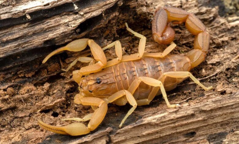 Mulher do Paraná é surpreendida com 300 escorpiões em casa: segredo pra se proteger