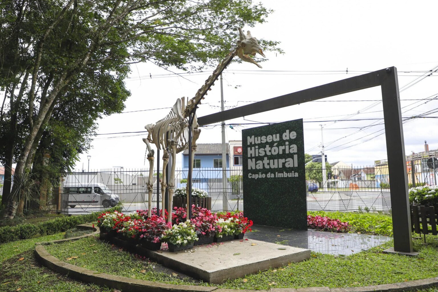 Museu de Curitiba exibe esqueleto da girafa Pandinha em nova exposição